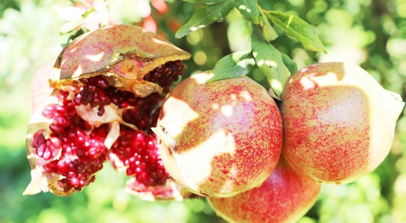 Oğuzeli'nde 2021 yılında 400 ton Türk Marka Kurumu tarafından tescillenerek, Oğuzeli Nar'ı işlendi