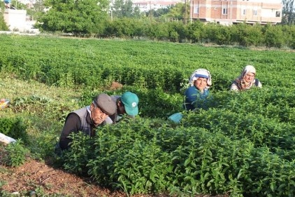 Oğuzeli&#8217;nde nane hasadı başladı