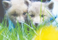 Öksüz kalan yavru kurtlar, Gaziantep rehabilitasyon merkezine getirilecek