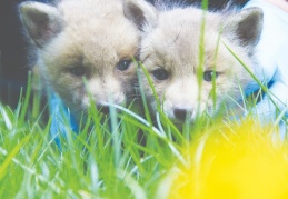 Öksüz kalan yavru kurtlar, Gaziantep rehabilitasyon merkezine getirilecek