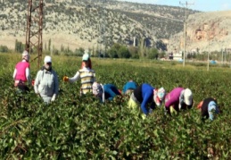 Okullar açılmasına rağmen genç kızlar, okul yerine tarlaya giderek, pamuk topluyor