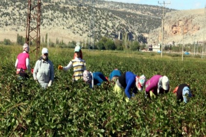 Okullar açılmasına rağmen genç kızlar, okul yerine tarlaya giderek, pamuk topluyor