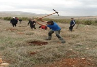 Okullara 2 bin adet çam fidanı dağıtıldı