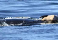 Ölen yavrusunu 17 gün başında taşımıştı