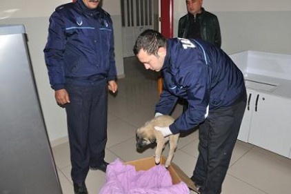 Ölmeyen insanlık yüz güldürüyor