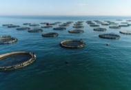 Önceki yıla göre yüzde 0,3 azalarak 628 bin 631 ton oldu