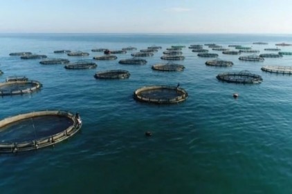 Önceki yıla göre yüzde 0,3 azalarak 628 bin 631 ton oldu