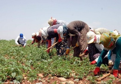 Onlar bayramda değil, çilek hasadında 