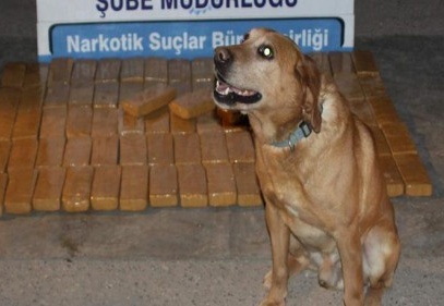 Operasyonlarda 42 kilo eroin, 53 kilo esrar ele geçirildi