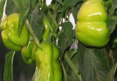 Organik biberler yok satıyor 