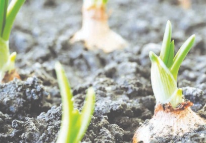 Organik diye alınan ürün kanser yapabilir