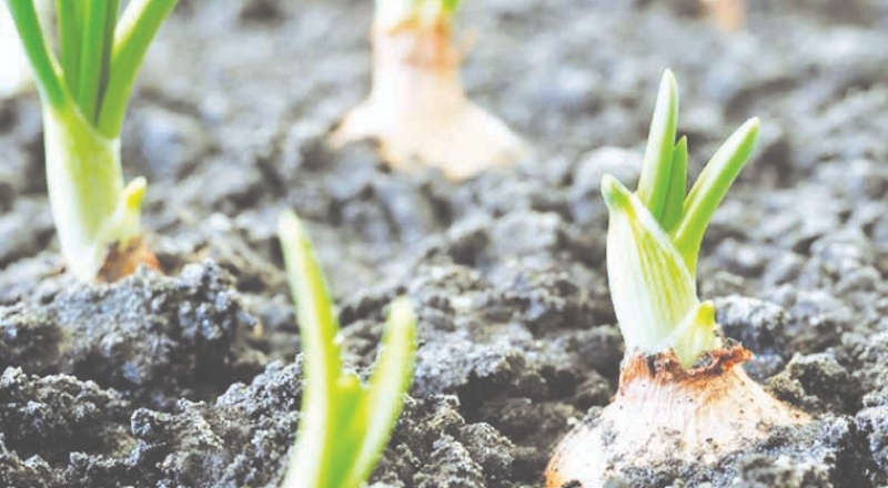 Organik diye alınan ürün kanser yapabilir