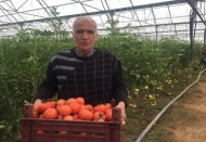 Organik tarım öğrencileri organik domates yetiştirdi