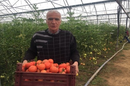 Organik tarım öğrencileri organik domates yetiştirdi