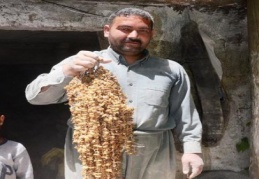 Orkide kökleri tek su değirmeninde salebe dönüştürülüyor 