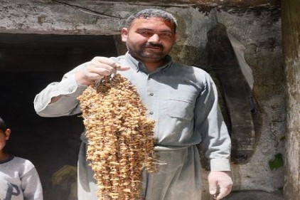 Orkide kökleri tek su değirmeninde salebe dönüştürülüyor 