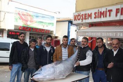 Orkinos 100 kilo