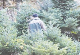 Orman Genel Müdürlüğü envanter çıkarmamış