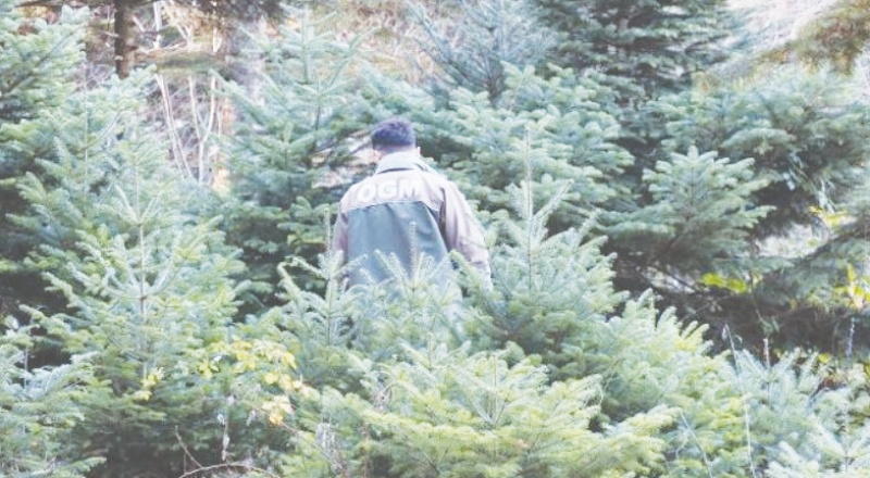 Orman Genel Müdürlüğü envanter çıkarmamış