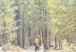 "Orman yangınları, her geçen gün daha büyük bir alanı tahrip ediyor"