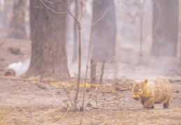 Orman yangınları neden artıyor, hangi yıkıcı sonuçları beraberinde getiriyor?