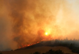 Orman yangınlarına karşı direnç nasıl geliştirilir, yangınların şiddeti nasıl azaltılabilir?