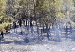 Ormanlar yanıyor