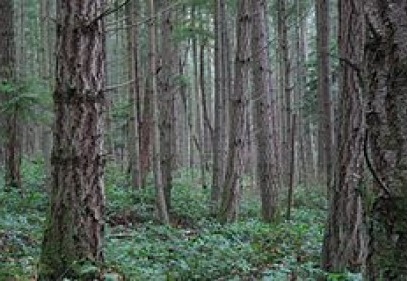 Ormanların yüzde 60’ı yangın riski altında