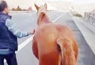 Otobana dalan at güçlükle yakalandı