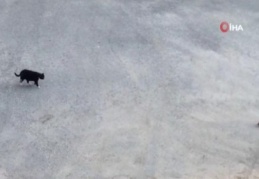 Oyunun ölçüsünü kaçıran kedi, kumruyu yaraladı