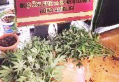Özel düzenekle uyuşturucu yetiştirilen eve operasyon