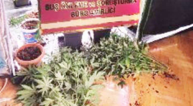 Özel düzenekle uyuşturucu yetiştirilen eve operasyon