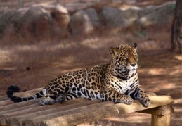 Özel menüyle hayvanların enerjileri yüksek tutulacak