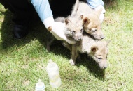 Özel misafirler, süt ve mamalarla besleniyor