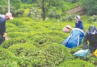 Özel sektör, üreticiden çayı 2 buçuk liraya alıyor