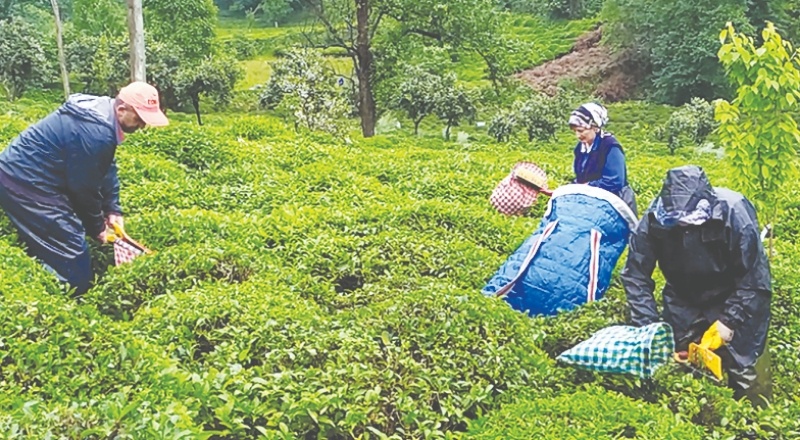 Özel sektör, üreticiden çayı 2 buçuk liraya alıyor
