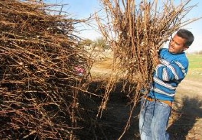 Pamuk çalısı kışın yüzünü yumuşatıyor