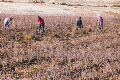 Pamuk çalısı yakacak umudu oldu