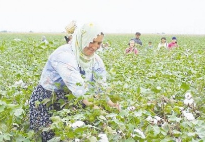 Pamuk fiyatlarında 'şaşırtan' düşüş