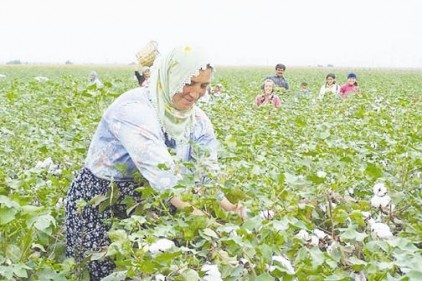 Pamuk fiyatlarında &#039;şaşırtan&#039; düşüş