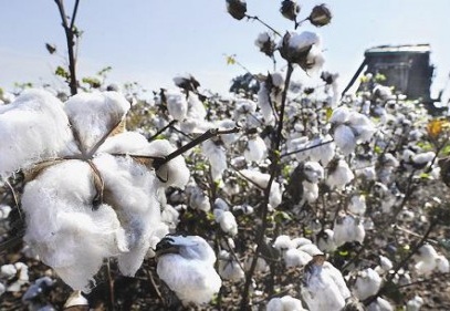 Pamuk lifinde Urfa bir numara