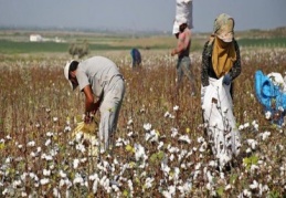 Pamuk üreticilerine verilen destek yetersiz