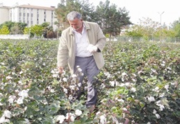 Pamuk, üreticisini bu yıl da mağdur etti