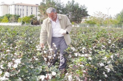 Pamuk, üreticisini bu yıl da mağdur etti