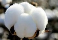 Pamuk üretimi, tüketimin gerisinde kalacak