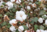 Pamuk Yetiştiriciliği ve İPUD Eğitimi verilecek