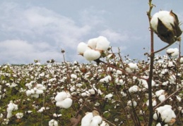 Pamukta ithalat artıyor