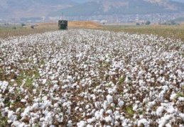 Pamukta masraf arttı, rekolte düştü 