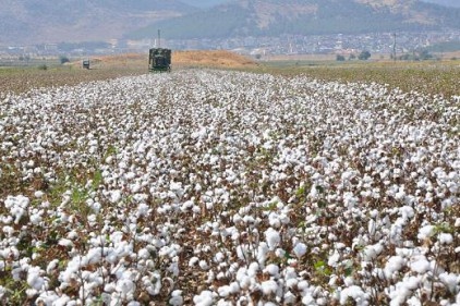 Pamukta masraf arttı, rekolte düştü 
