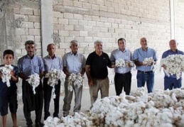 Pamukta sezonun ilk hasadı